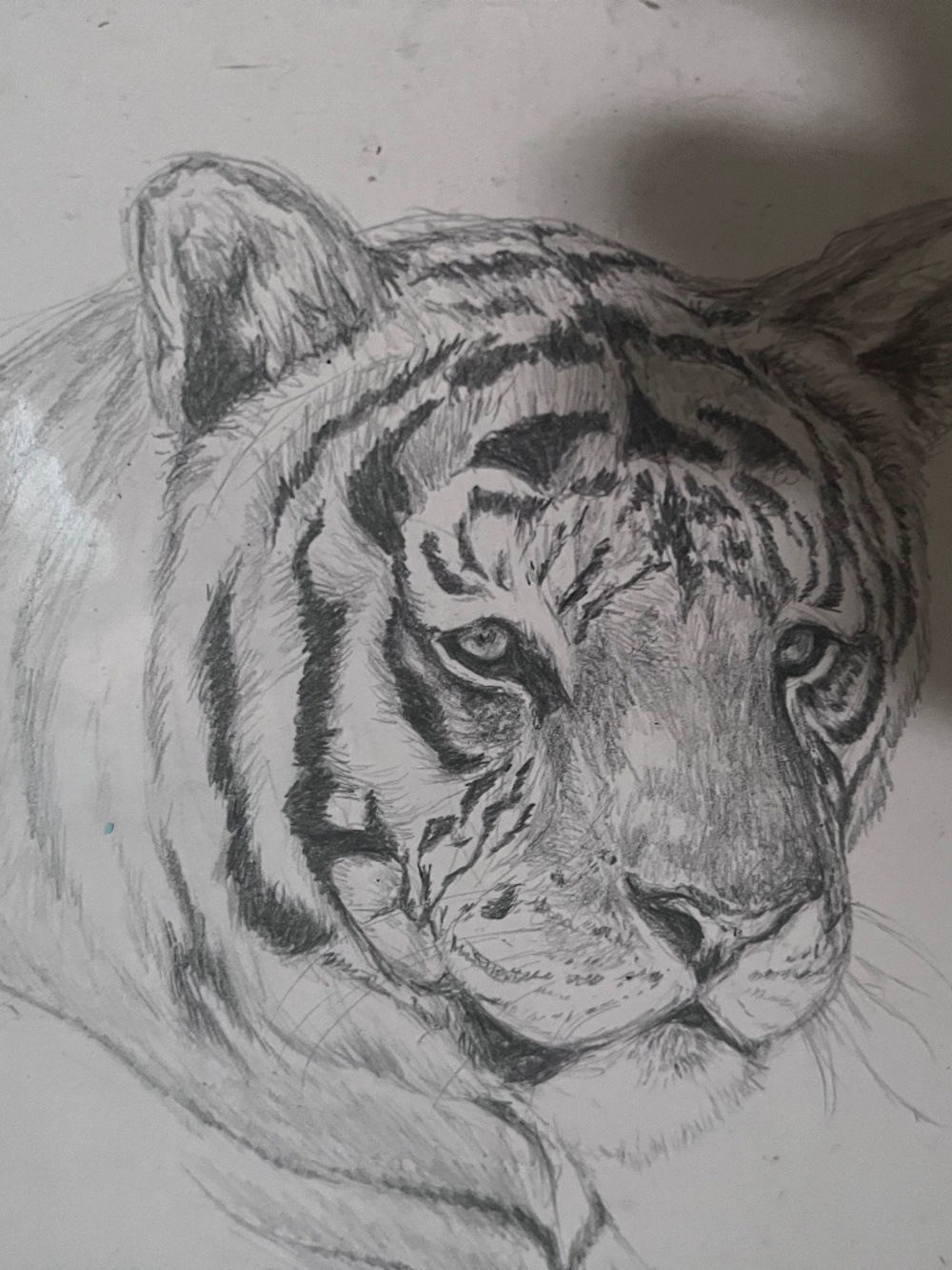 Tiger Sketch